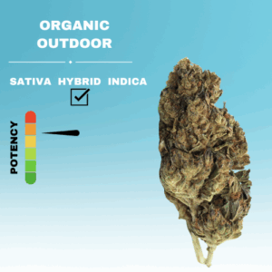 REGULAR ORGANIC OUTDOOR FLOWER STICKER